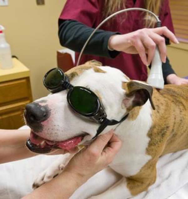 a dog wearing goggles