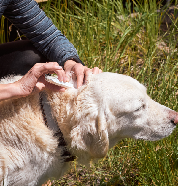 a person brushing a dog's hair