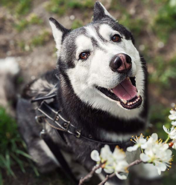 a dog with a leash and a flower