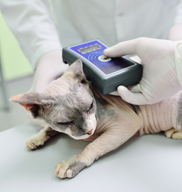 a person holding a device to check the hairless cat