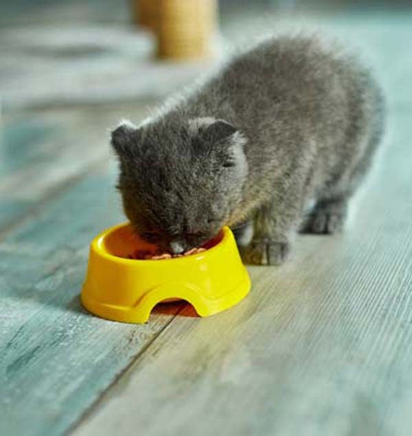 a kitten eating from a yellow bowl