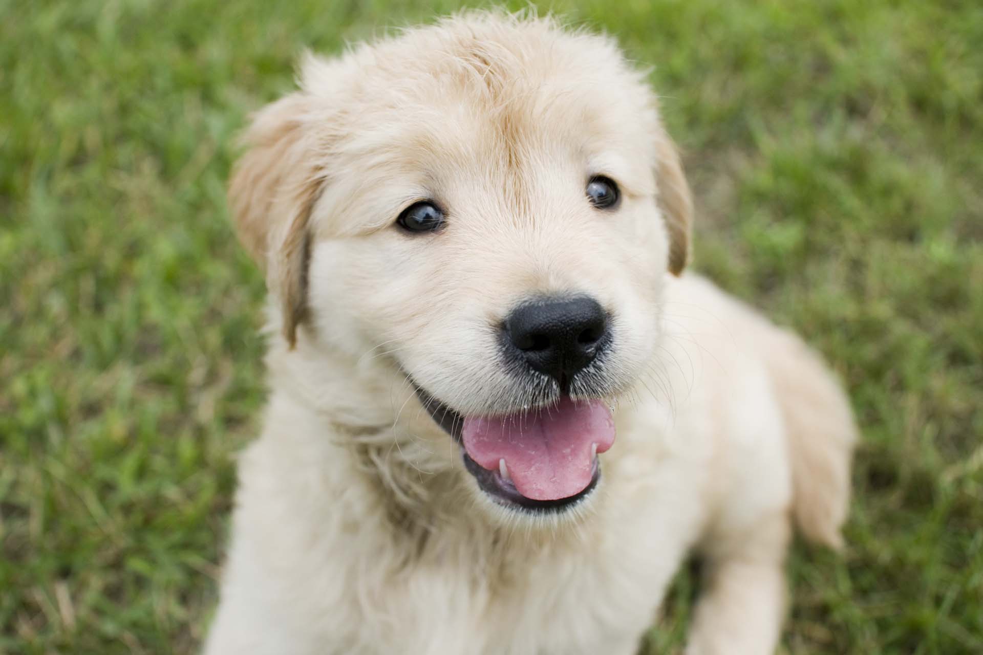 Puppy Package In Scotts Valley CA | Scotts Valley Vet Clinic